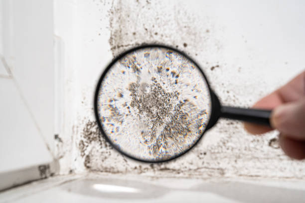 Why You Should Choose Our Mold Remediation Services in Peebles, OH